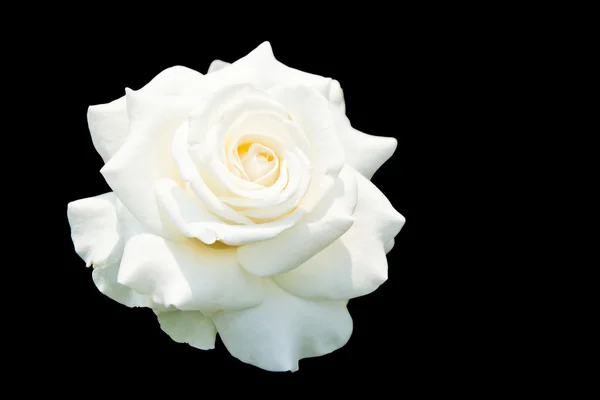 Белые розы изолированы на черном фоне, с обрезкой пути Лицензионные Стоковые Изображения