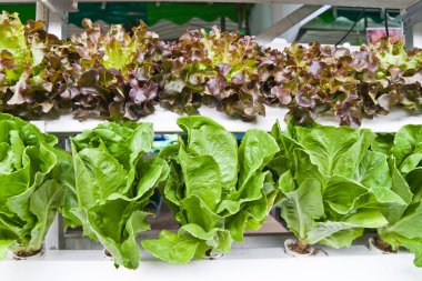 topraksız sebze bu yok herhangi bir toprak bitki için kullanın