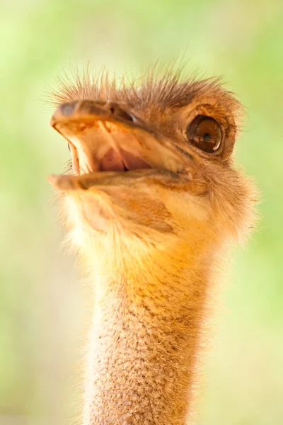 Ostrich Portrait — Stock Photo, Image
