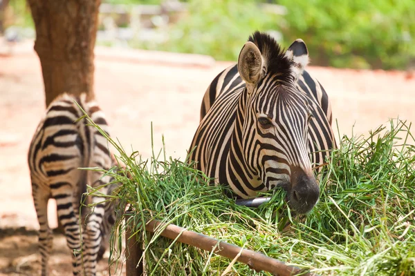 Zebra was eating grass — Stock Photo, Image