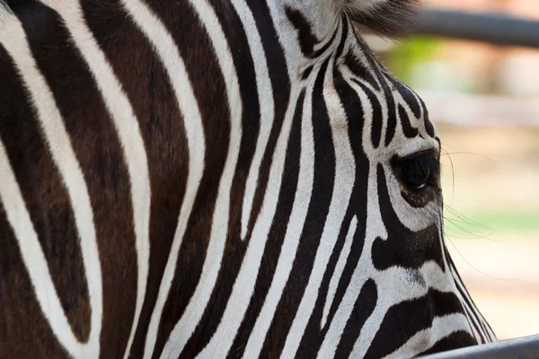 Nahaufnahme-Zebra — Stockfoto