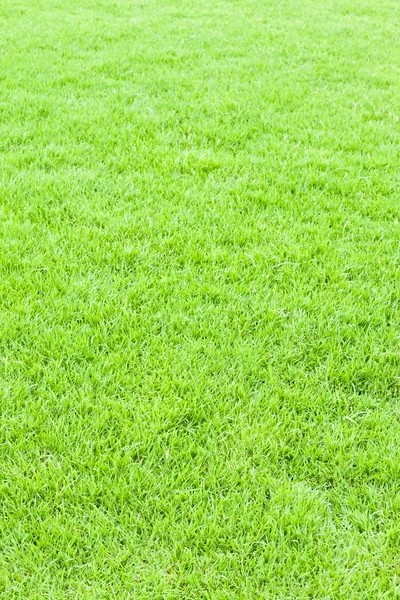 Green grass texture for web — Stock Photo, Image