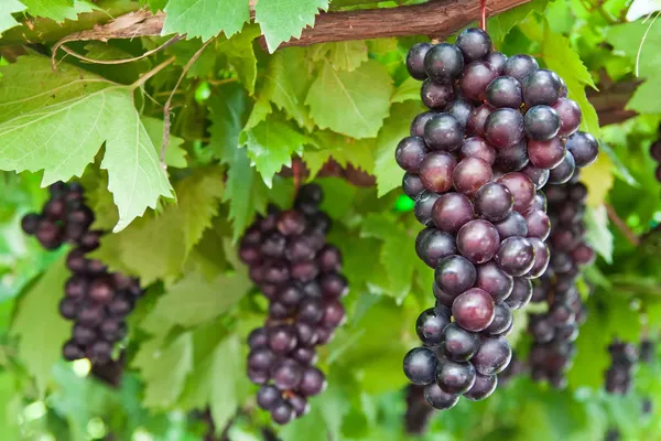 Rijping van druivenclusters op de wijnstok — Stockfoto