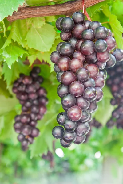 На лозе созревают гроздья винограда — стоковое фото