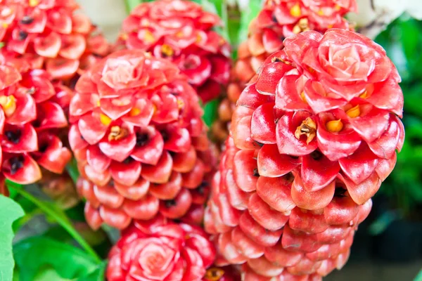 Beautiful flower of Indonesian Ginger — Stock Photo, Image