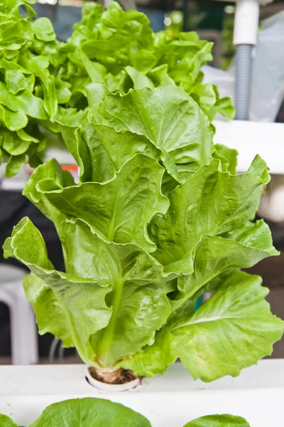 Hidropónica vegetal que no utiliza ningún suelo para la planta — Foto de Stock