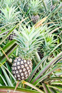 ananas bitkisi