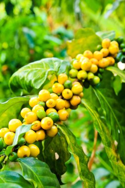 kahve çekirdekleri çiftlik ağaç üzerinde