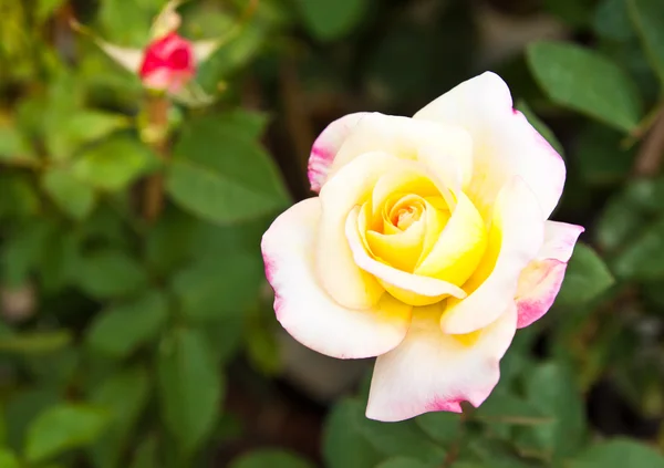 美しい 3色バラの庭 — ストック写真