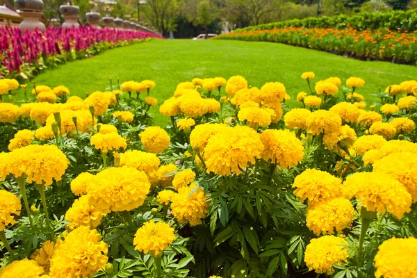 Żółty Nagietek i kolorowy kwiat w ogrodzie — Zdjęcie stockowe