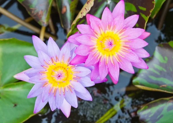 Lila Seerose auf Wasserhintergrund mit Blättern. — Stockfoto