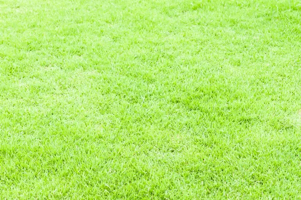 Green grass texture and background for web an sport — Stock Photo, Image