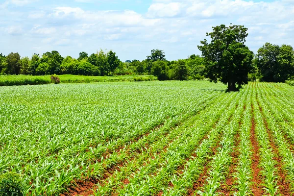 Зелене кукурудзяне поле і синій фон неба в літній день . — стокове фото