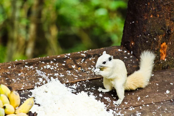 Esquilo albino branco comendo alimentos — Fotografia de Stock