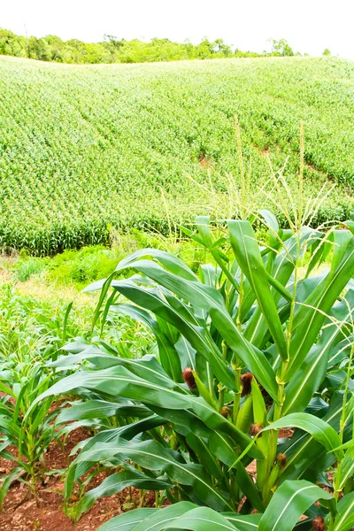 Campo di mais sulla montagna in campagna, Thailandia — Foto Stock