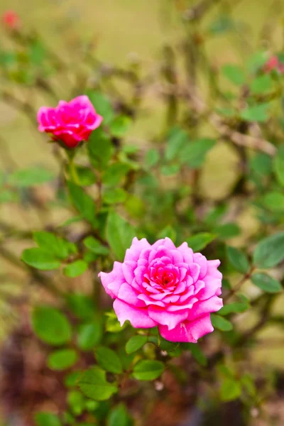 木に美しいピンクのバラ — ストック写真