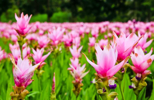 Field of siam tulip flowers — Stock Photo, Image