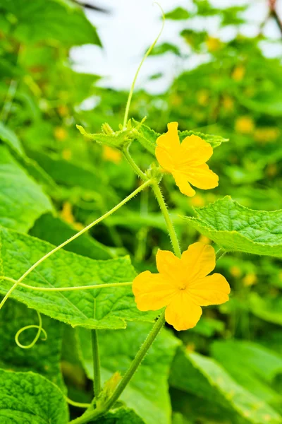 Cucumbers flowers with leaves on green branch in the garden — Stock Photo, Image