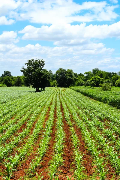 Groene maïs veld en blauwe hemel achtergrond op zomerdag. — Stockfoto