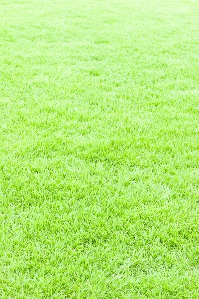 Green grass texture and background for web an sport — Stock Photo, Image