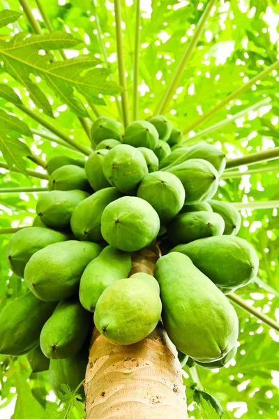Grüne Papaya auf Baum — Stockfoto