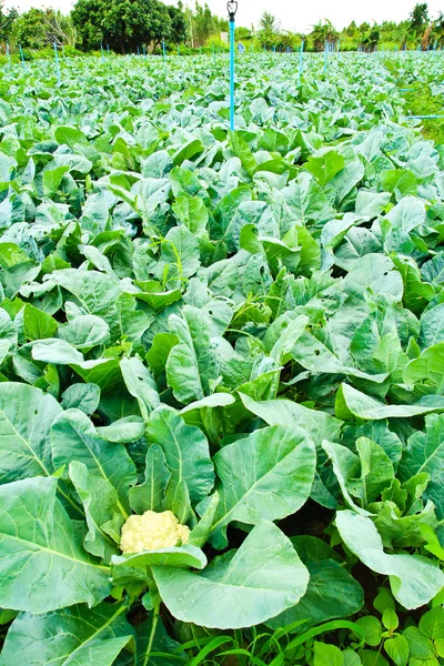 Planta de couve-flor, repolho em horta, ingrediente dele — Fotografia de Stock