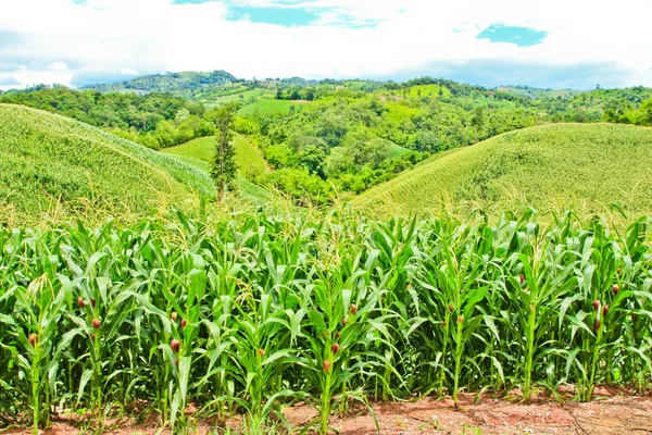 Campo de maíz en la montaña en el campo, Tailandia —  Fotos de Stock