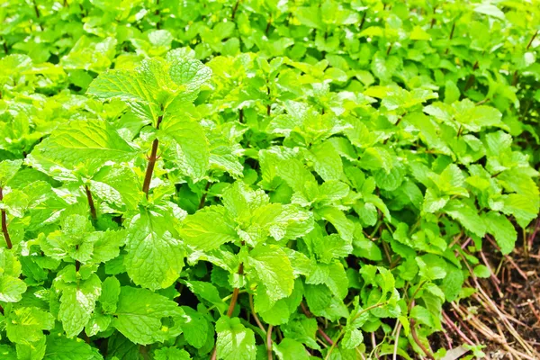 Planta de hortelã verde fresca — Fotografia de Stock