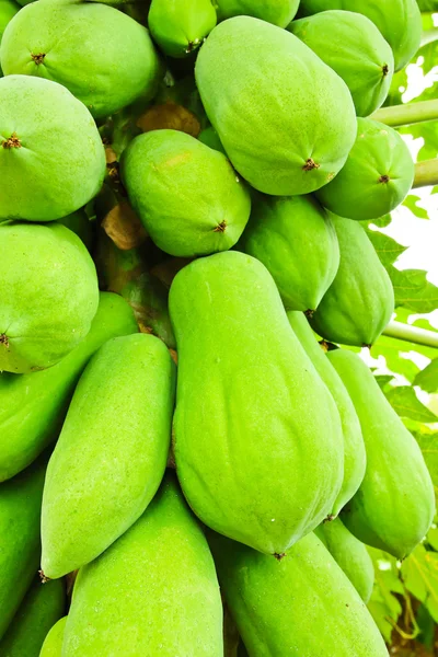 Green papaya on tree — Stock Photo, Image