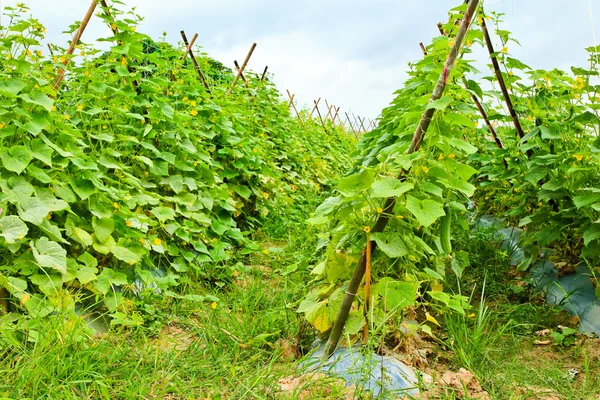 Plant van komkommer in platteland thailand. — Stockfoto