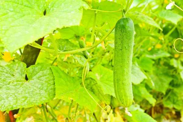 Pepino en el árbol en el jardín —  Fotos de Stock