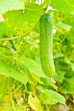 Salatalık bahçesinde ağaç üzerinde