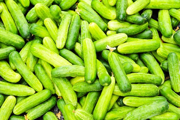 Högen av gurkor på den lokala marknaden. — Stockfoto