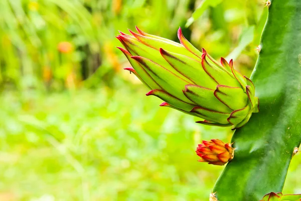 Dragon fruit bud on a tree — Stock Photo, Image