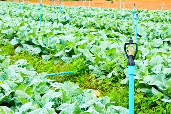 Sprinkler on farm of cauliflower — Stock Photo, Image