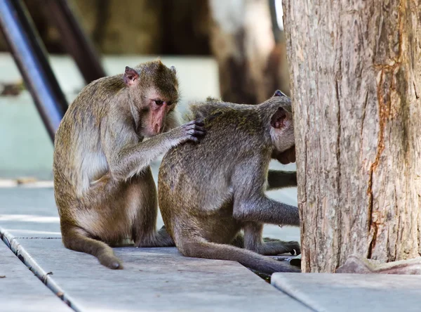 Opice, hledání chyb — Stock fotografie