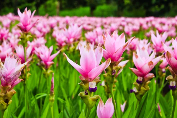 Siam tulipan kwiaty w ogrodzie — Zdjęcie stockowe