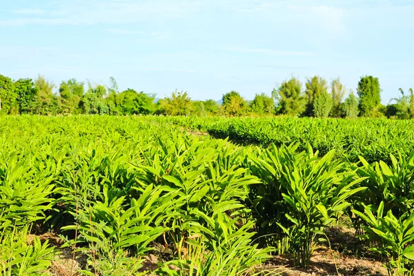 Plantas galangal na fazenda com fundo céu azul — Fotografia de Stock
