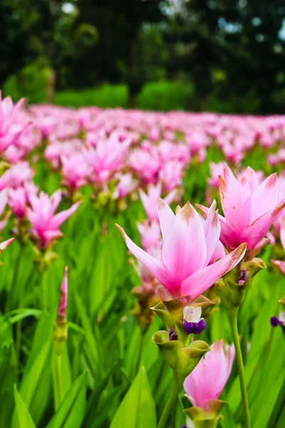 Siam tulip flowers in garden — Stock Photo, Image