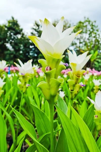 Field of siam tulip flowers,Thailand — Stock Photo, Image