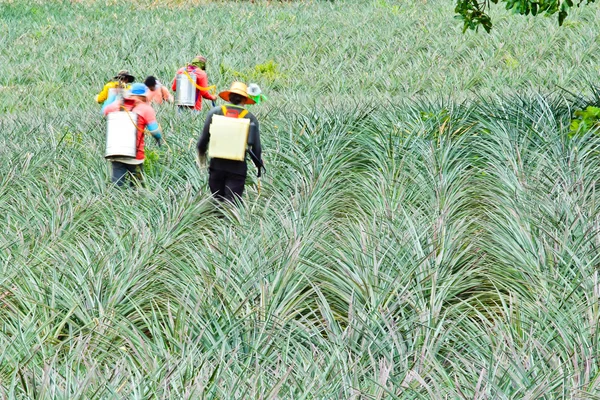 Fertilizando agricultores de abacaxi com pulverizador de mochila — Fotografia de Stock