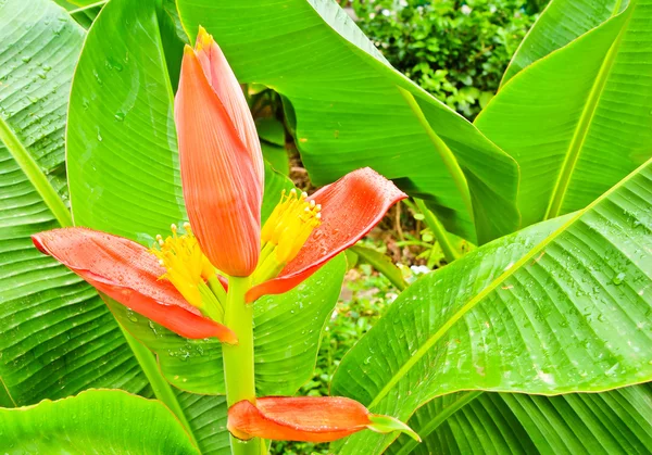 Hermosa flor de plátano — Foto de Stock