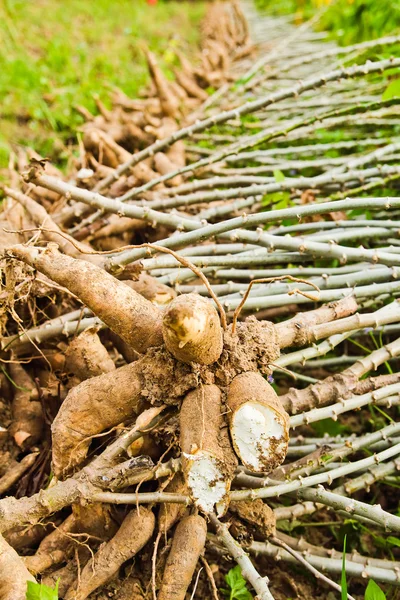 Lampadina di manioca e albero di manioca a terra — Foto Stock