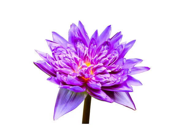 Пурпурная водяная лилия. изолированные на белом фоне — стоковое фото