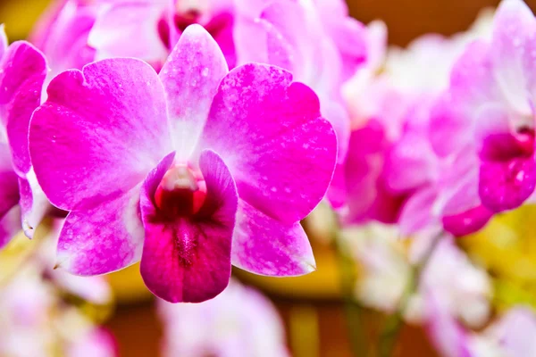 Beautiful purple orchid on tree — Stock Photo, Image