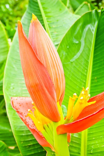 Bellissimo fiore di banana — Foto Stock