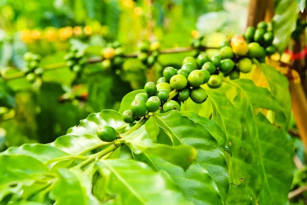 Kaffeebohnen auf Baum in Bauernhof — Stockfoto