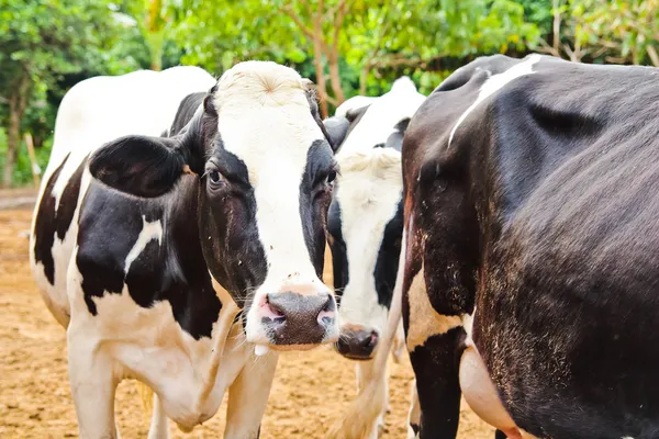 Czarno-białe Holstein mleko krowy patrząc — Zdjęcie stockowe