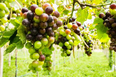 üzüm hasat önce siyah üzüm