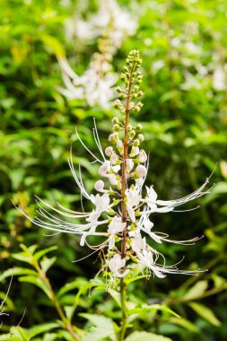 Orthosiphon Stamineus, nazik ofthailand otlar, Tayland çağrı kedi bıyık